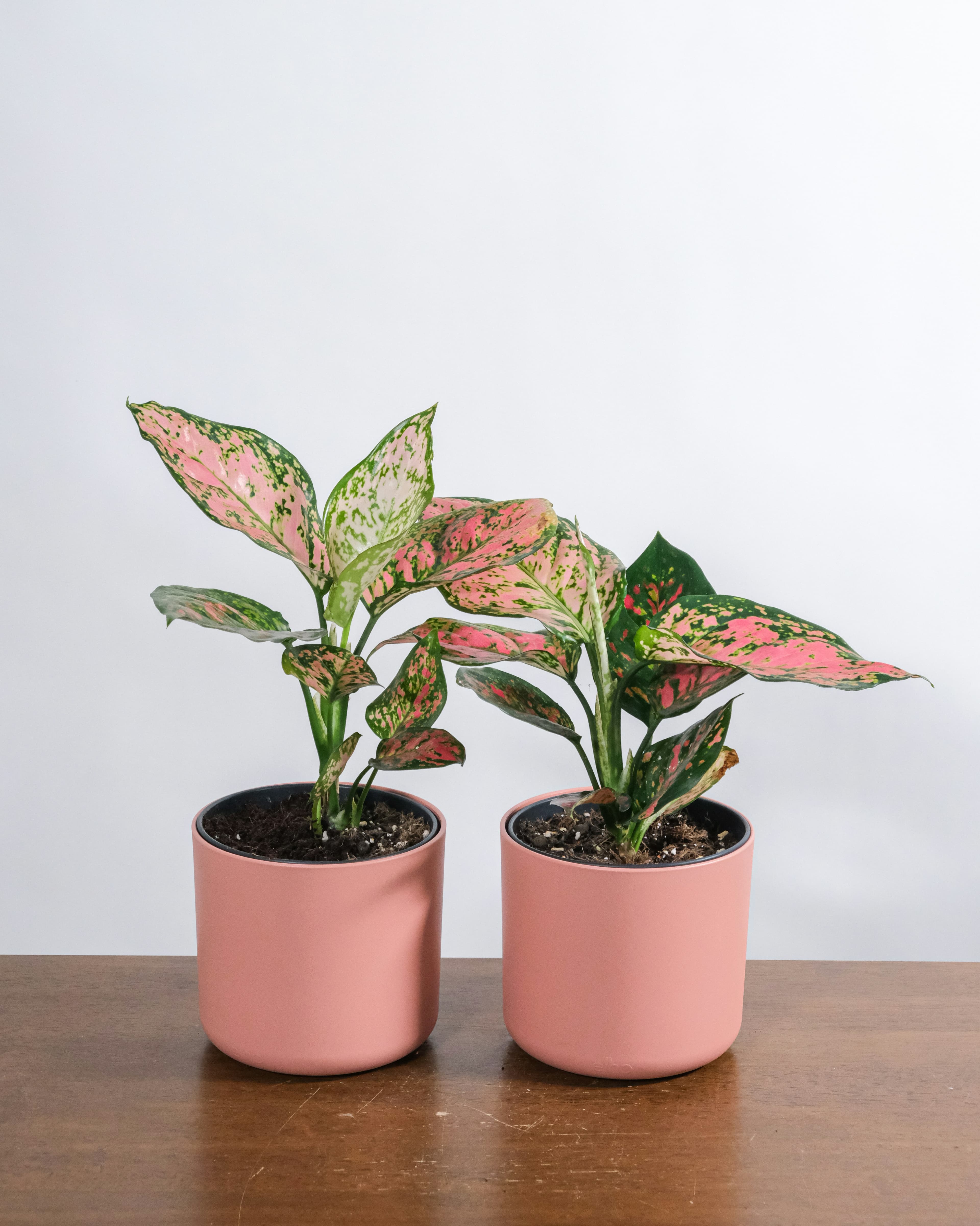 Aglaonema Pink